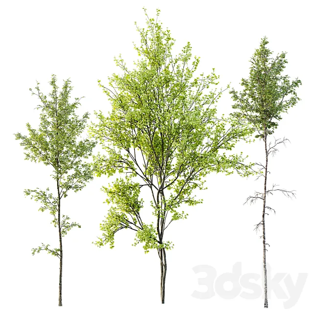 Alnus Glutinosa and Betula Pendula spring trees 3DS Max Model