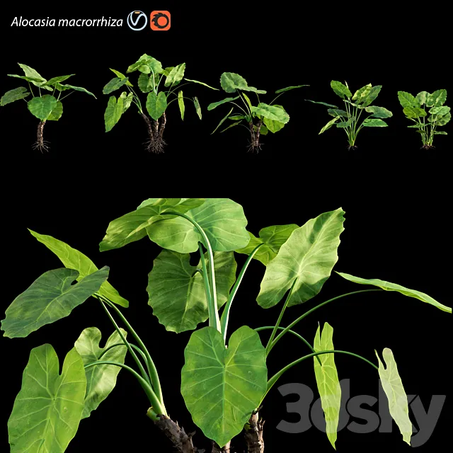 Alocasia macrorrhiza – Elephant Ears 3DS Max Model