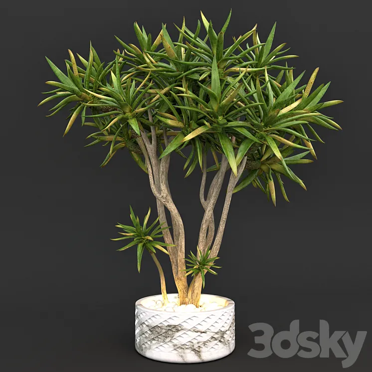Aloe dichotoma (quiver tree) 3DS Max