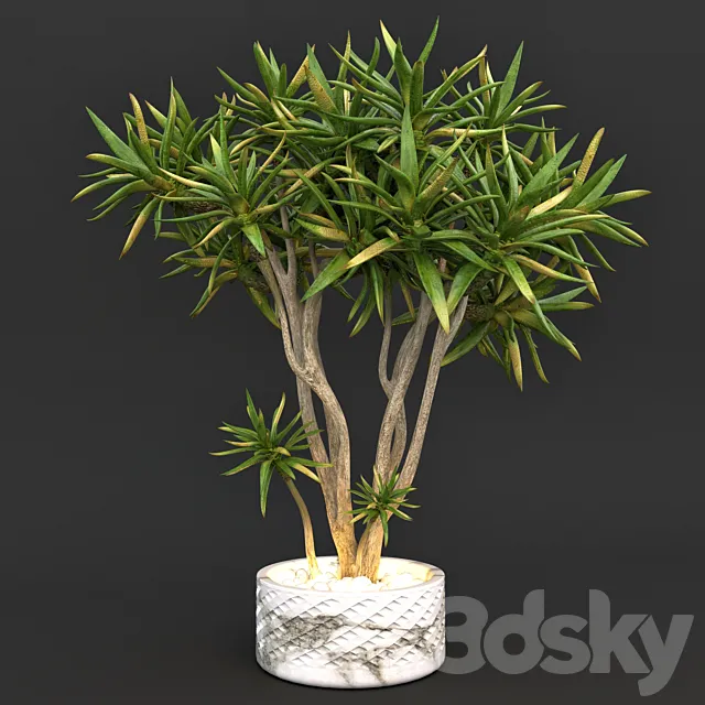 Aloe dichotoma (quiver tree) 3DSMax File