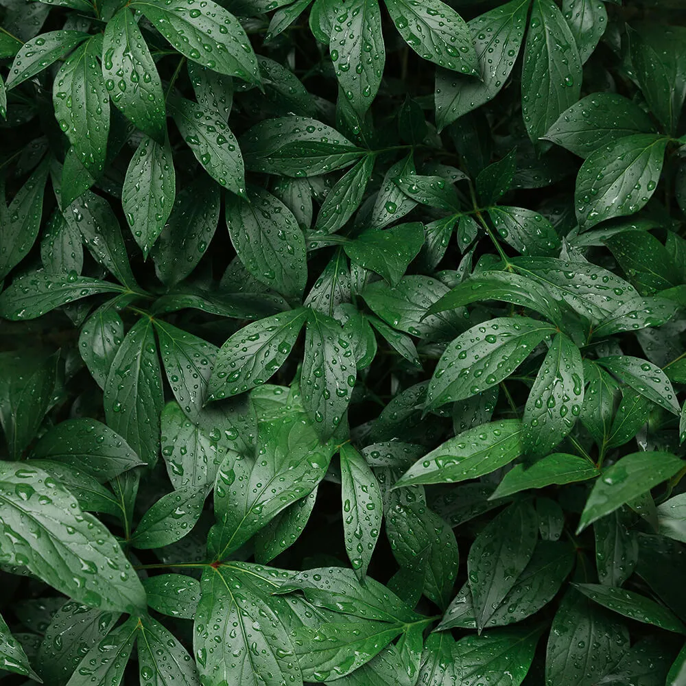 Alumoart – Interior panel Botanical Garden 3ds Max