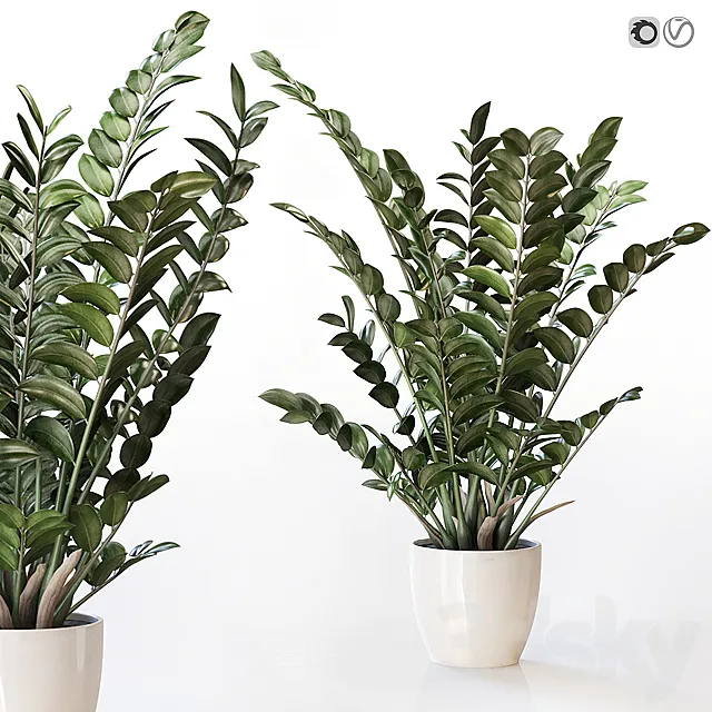 Amazing plant Zamioculcas in white vase 3DS Max Model