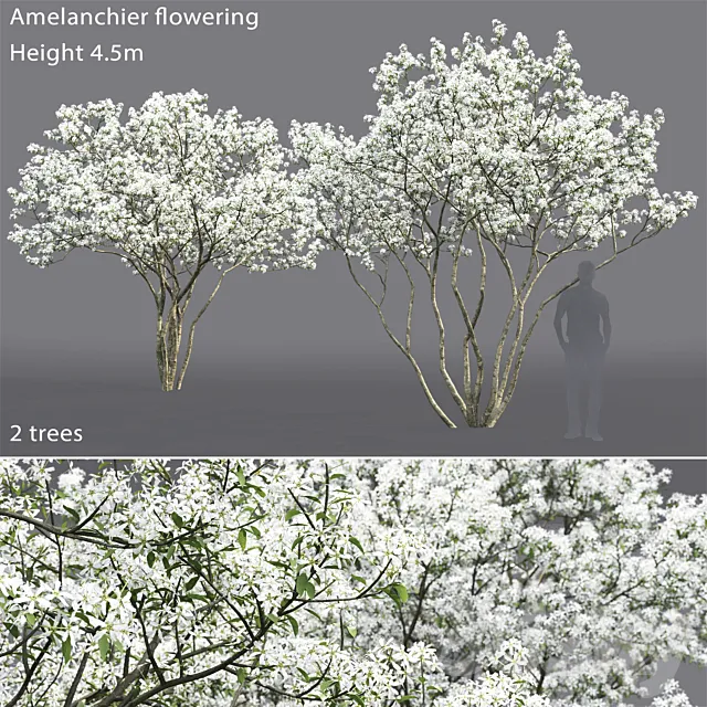 Amelanchier 3ds Max