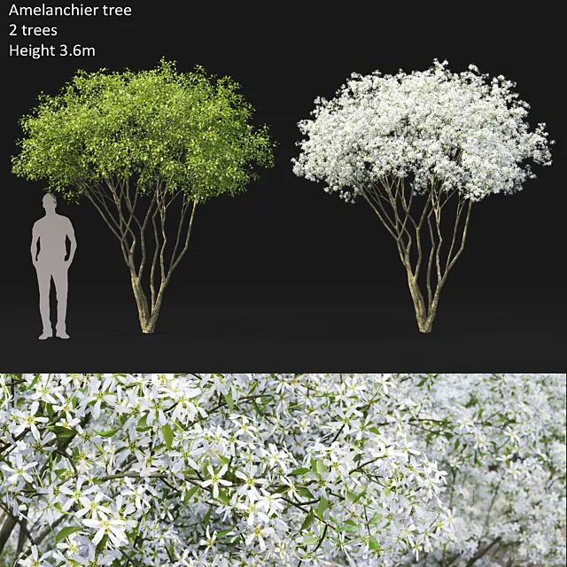 Amelanchier 3DS Max Model