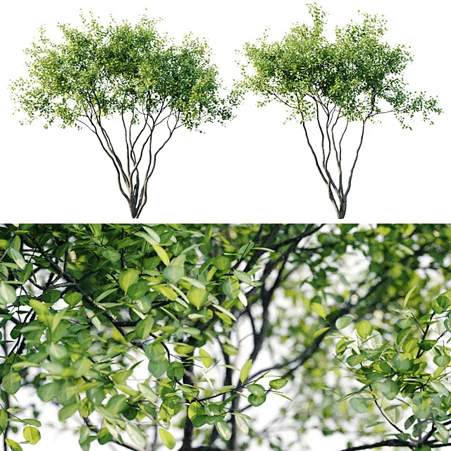 Amelanchier 4m 3DS Max Model