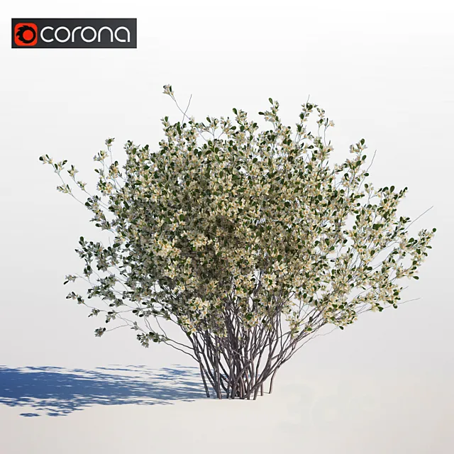 Amelanchier canadensis 3DS Max Model