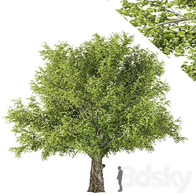 American beech tree 3ds Max