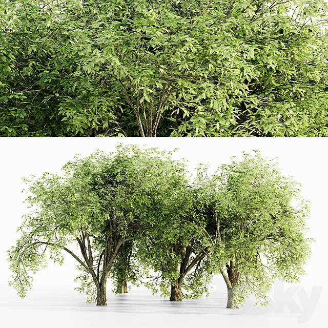 American elm tree 3ds Max