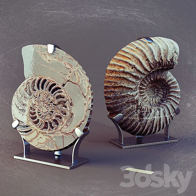 Ammonites 3ds Max