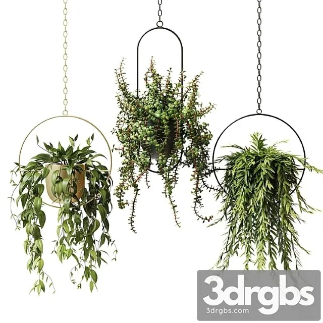 Ampel Plants In Hanging Planters Set 13 3dsmax Download
