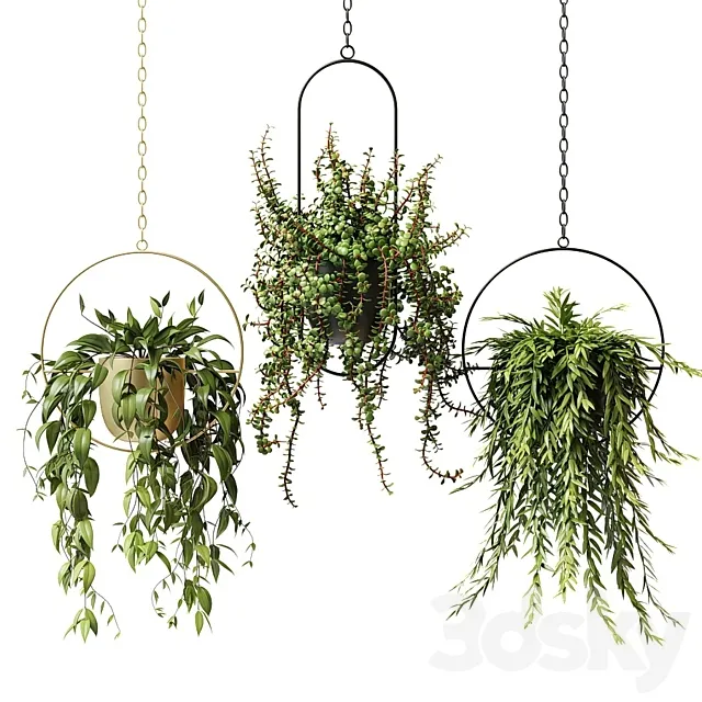 Ampel plants in hanging planters – set 13 3DS Max Model