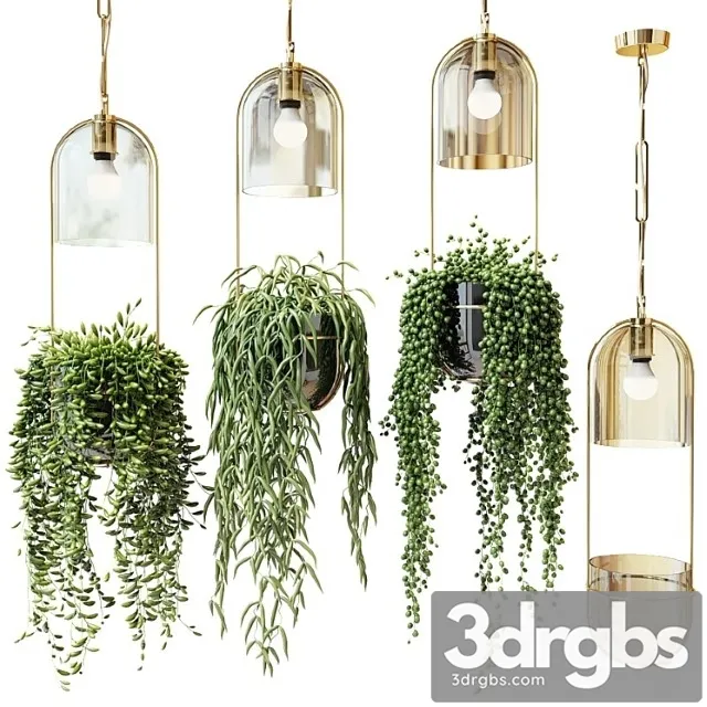 Ampel plants in hanging planters