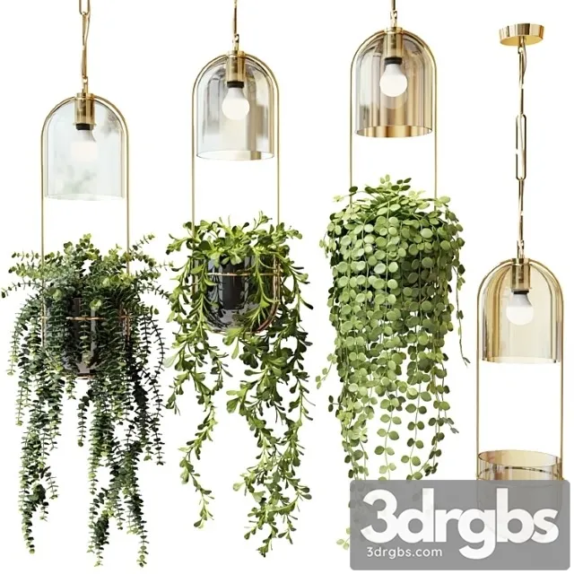 Ampel plants in hanging pots lamps – set 2