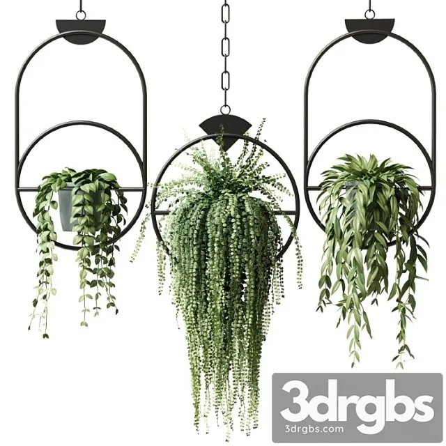 Ampel Plants In Hanging Pots With Black Rings Set 15 3dsmax Download