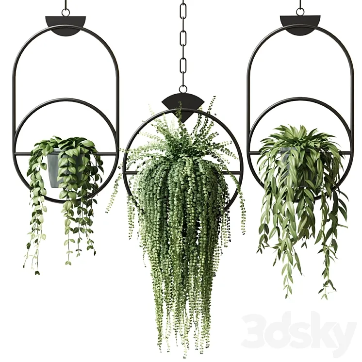 Ampel plants in hanging pots with black rings – set 15 3DS Max