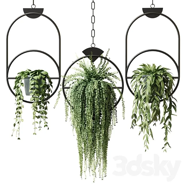 Ampel plants in hanging pots with black rings – set 15 3DSMax File