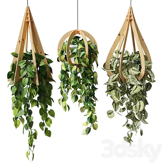 Ampel plants in hanging wooden pots 3ds Max