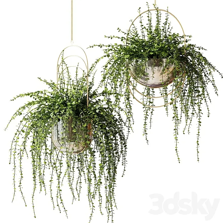 Ampel plants in shiny designer pots 3DS Max