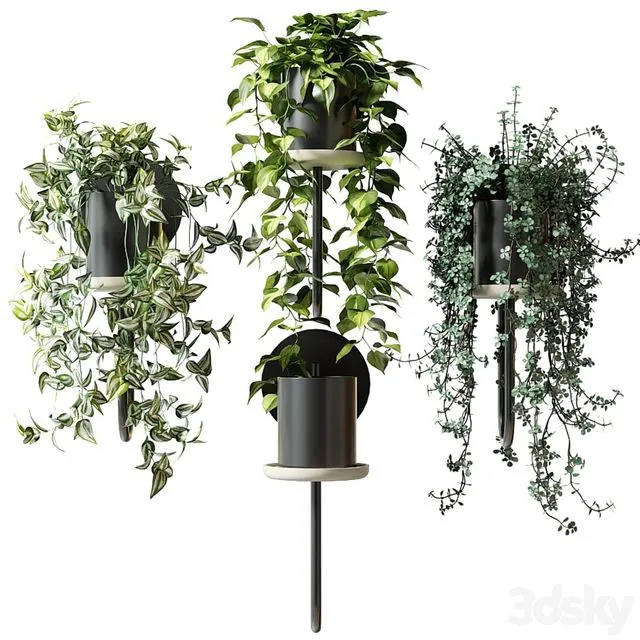 Ampel plants in wall planters CIGALES WALL by Miniforms 3dsMax Model