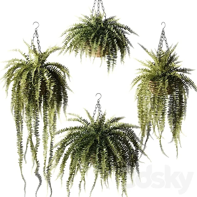 Ampel plants Nephrolepis sublime in wicker hanging pots 3DS Max Model