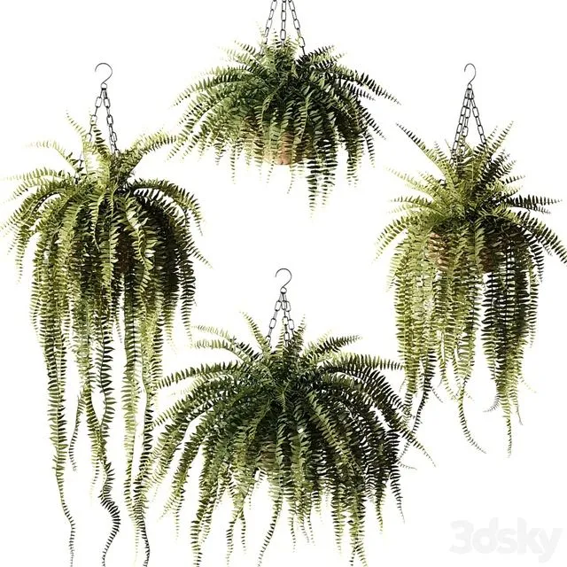 Ampel plants Nephrolepis sublime in wicker hanging pots 3dsMax Model
