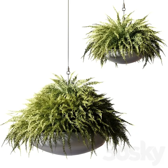 Ampelous plants Nephrolepis sublime in gray hanging pots 3ds Max