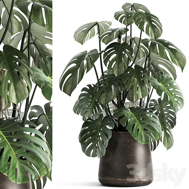 An exotic plant in a rusty metal pot with a Monstera bush. 1001. 3DS Max