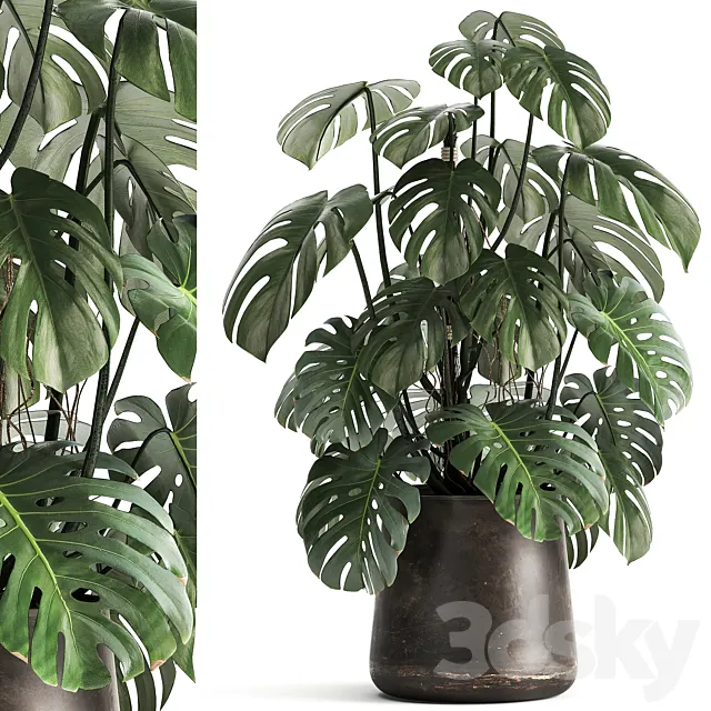 An exotic plant in a rusty metal pot with a Monstera bush. 1001. 3DSMax File