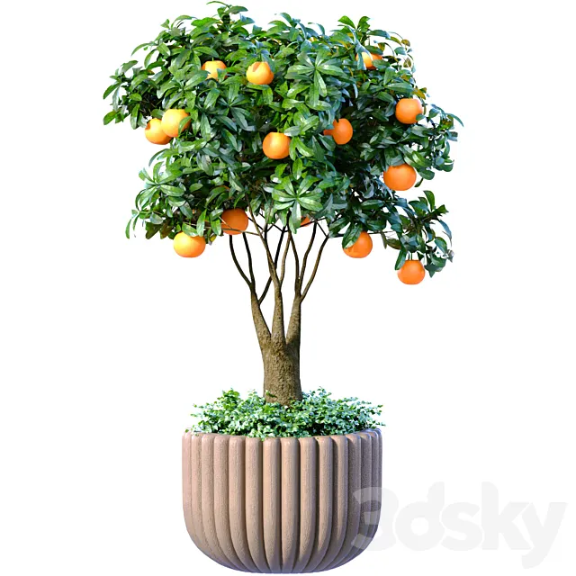 An orange tree in a potted vase. Decorative fruit Citrus Houseplant 3dsMax Model