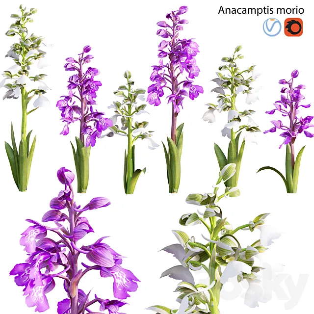 Anacamptis morio – Green winged orchid 3ds Max