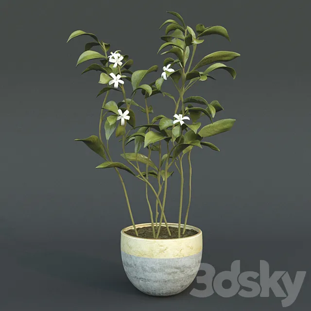 Animated Azahar flower 3DS Max Model