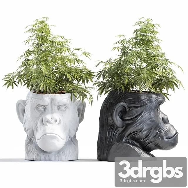 Ape head planter