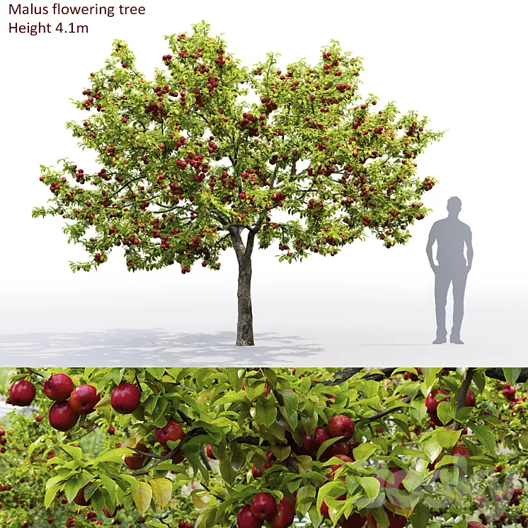 Apple tree 3DS Max