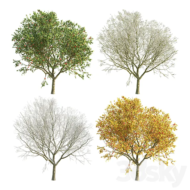 Apple Tree 4 Seasons 3ds Max