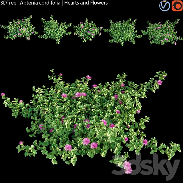 Aptenia cordifolia | Hearts and flowers 3ds Max