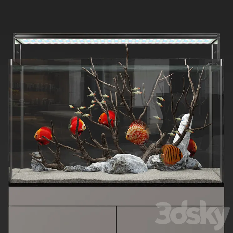Aquarium discus fish 3DS Max