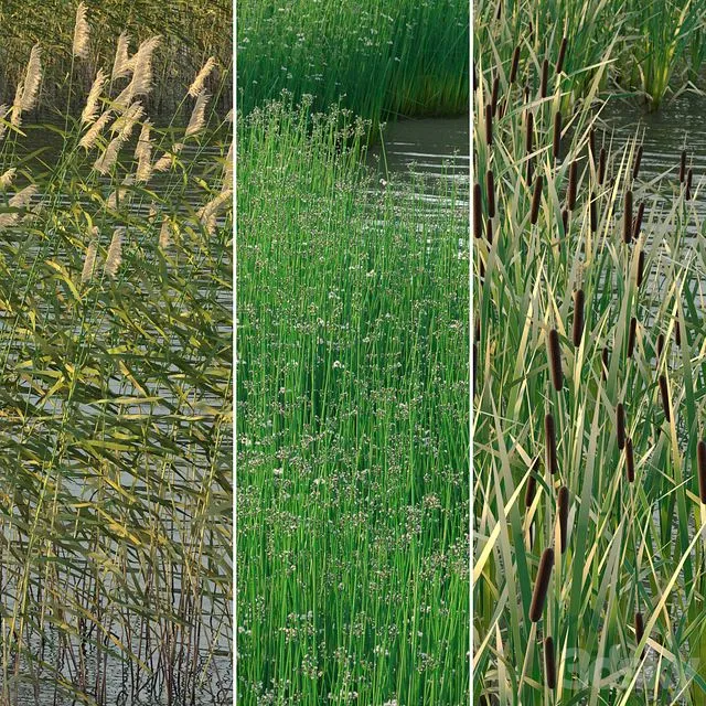 Aquatic plants 3dsMax Model