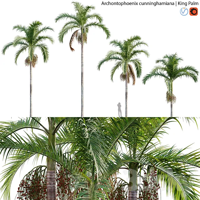 Archontophoenix cunninghamiana – King Palm – 01 3DS Max Model