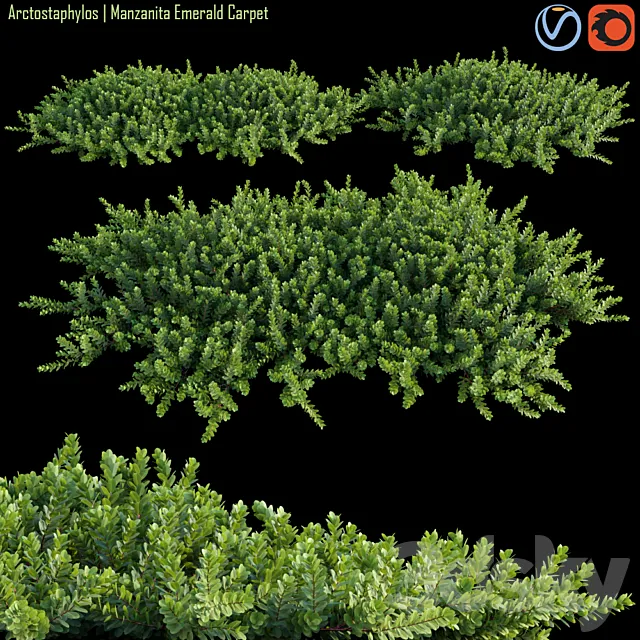 Arctostaphylos | Manzanita Emerald Carpet # 1 3DS Max Model