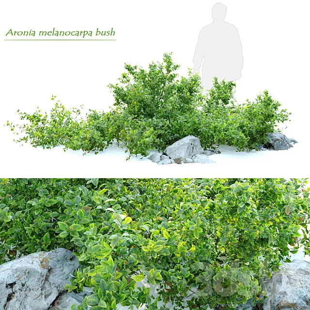 Aronia melanocarpa bush with rocks 3DS Max Model