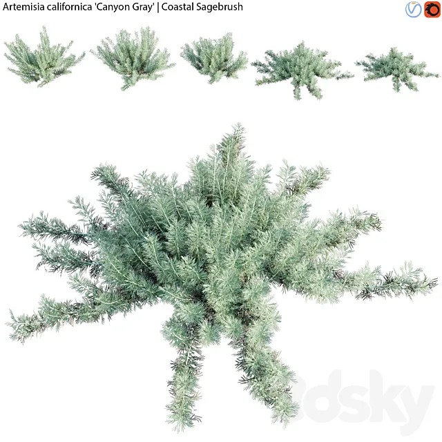 Artemisia californica – Coastal Sagebrush – 01 3ds Max