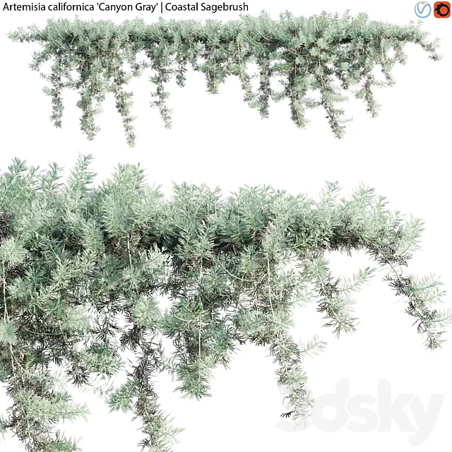 Artemisia californica – Coastal Sagebrush – 02 3DS Max Model