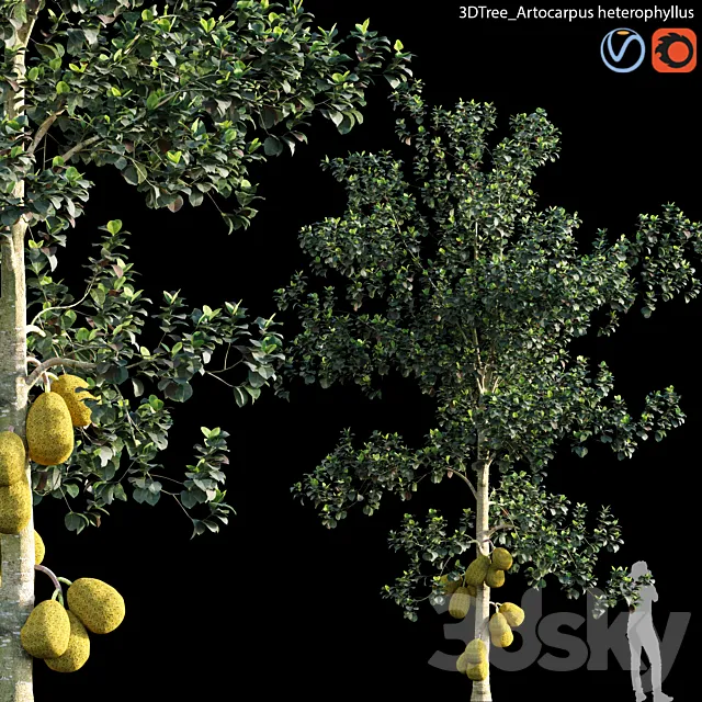 Artocarpus heterophyllus 01 3ds Max