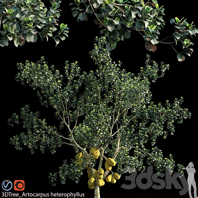 Artocarpus heterophyllus 02 3ds Max