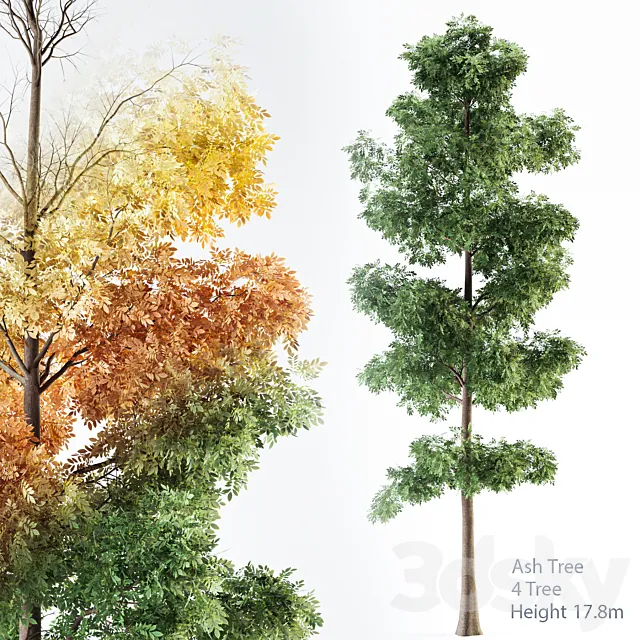 Ash Tree 01 3DS Max Model