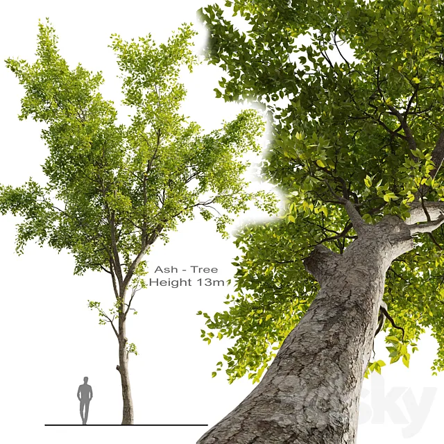 Ash Tree 01 3ds Max