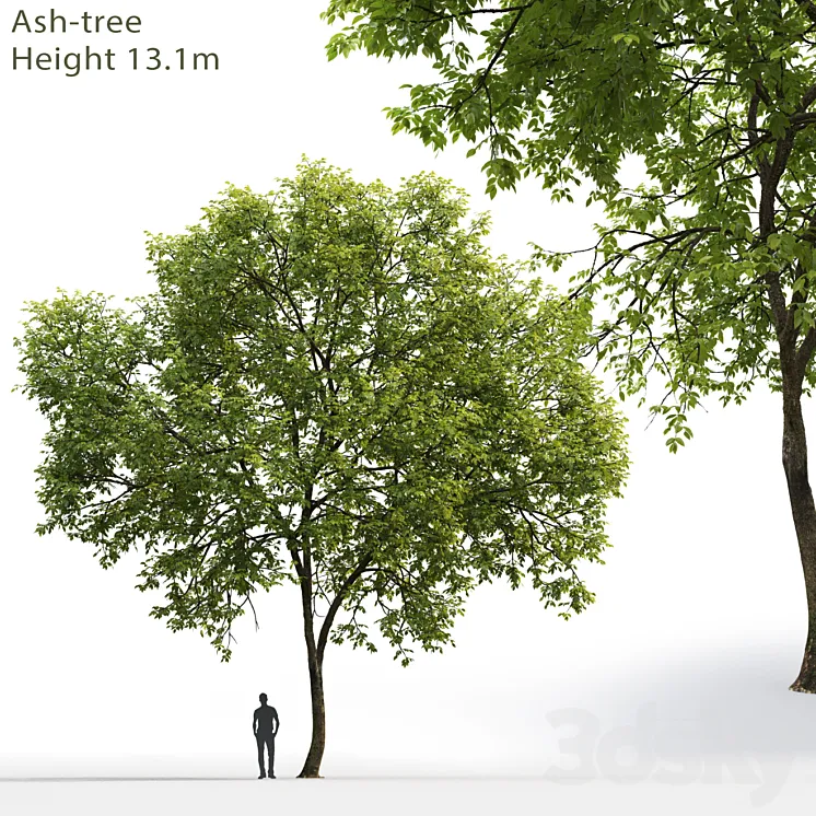 Ash-tree # 1 (17.1m) 3DS Max