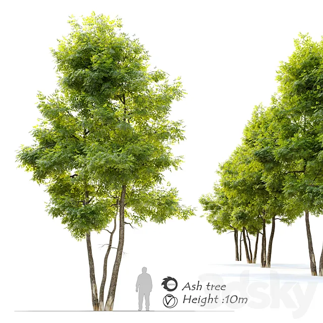 Ash tree 13 3DS Max Model