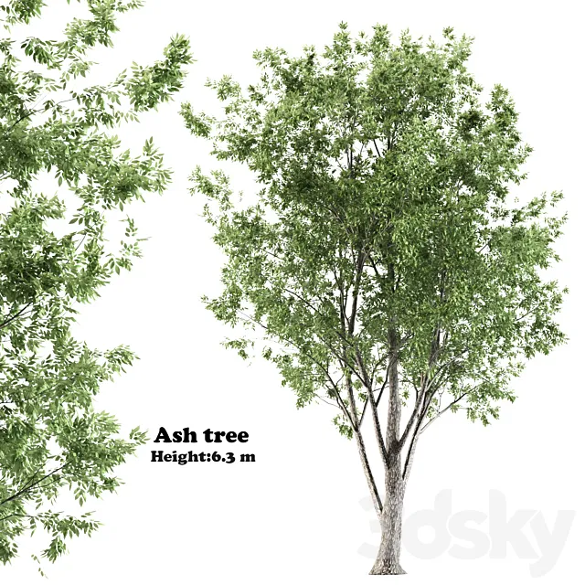 ash tree 3ds Max