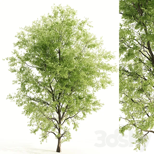 ash tree 3ds Max